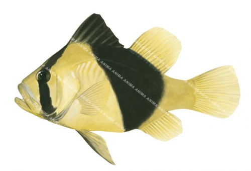 Barred Soapfish,Diploprion bifasciatus,Scientific fish illustration by Roger Swainston