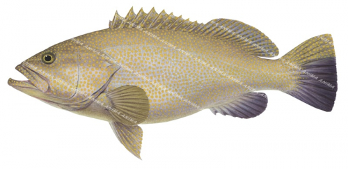 Duskytail Groper,Epinephelus bleekeri,Scientific fish illustration by Roger Swainston