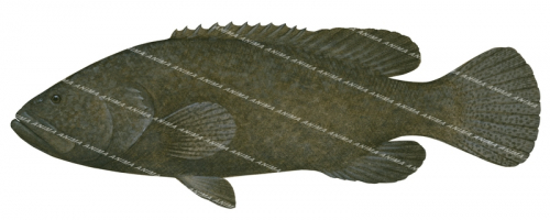 Queensland Groper-2,Epinephelus lanceolatus,Scientific fish illustration by Roger Swainston,Anima.fish