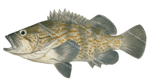 Orange-Lined Wirrah,Acanthistius paxtoni,Scientific fish illustration by Roger Swainston,Anima.fish