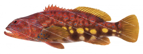 Harlequin Fish,Othos dentex Scientific fish illustration by Roger Swainston, Anima.fish