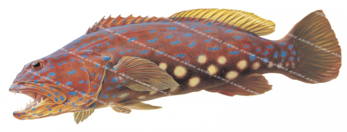 Swimming Harlequin Fish,Othos dentex,High Res illustration on white background by Roger Swainston,Anima.fish