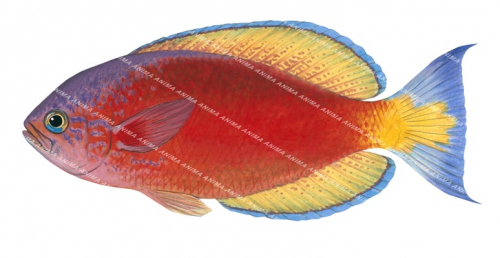 Splendid Perch,Callanthias australis|High Res image-R.Swainston