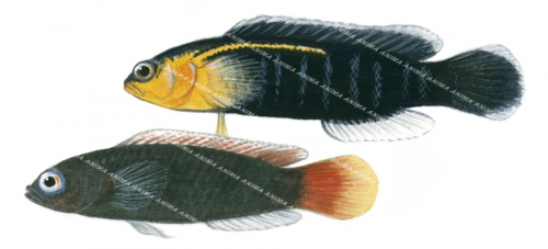 Blackmargin Dottyback,Pseudochromis tapeinosoma,Swainston,Animafish