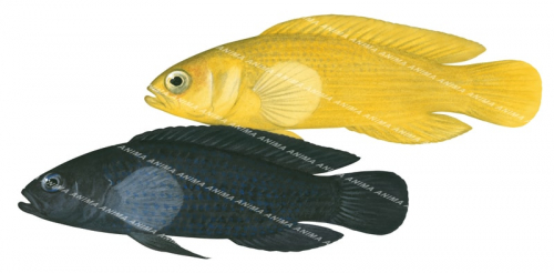 Dusky Dottyback-1,Pseudochromis fuscus,Swainston,Animafish