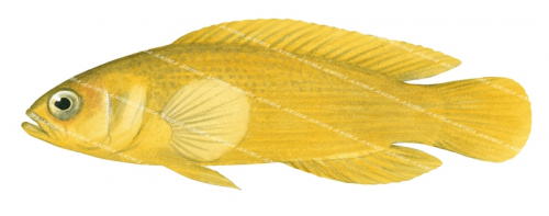 Dusky Dottyback(yellow phase),Pseudochromis fuscus,Swainston,Animafish
