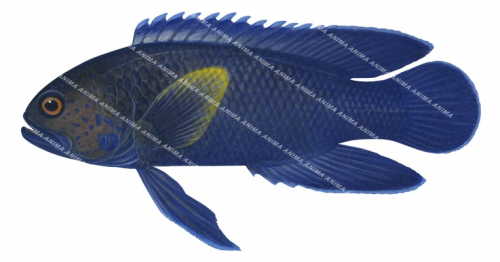 Western Blue Devil,Paraplesiops sinclairi,Swainston,Animafish