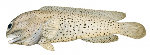 Finespotted Jawfish,Opistognathus punctatus Scientific illustration by Roger Swainston