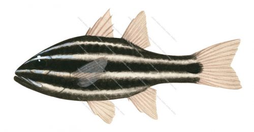Blackstriped Cardinalfish,Apogon nigrofasciatus,Roger Swainston,Animafish