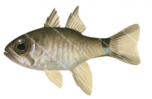 Ghost Cardinalfish-2,Nectamia fusca,Swainston,Animafish