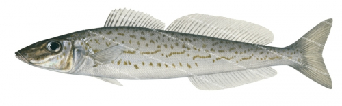 King George Whiting-1,Sillaginodes punctata,Roger Swainston,Animafish