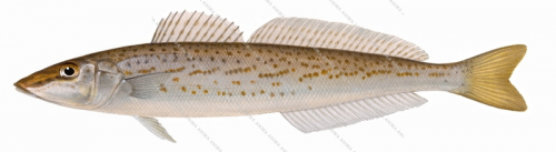 King George Whiting-2,Sillaginodes punctata,Roger Swainston,Animafish