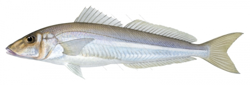 Southern School Whiting-1,Sillago bassensis,Roger Swainston,Animafish