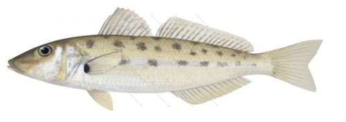 Western Trumpeter Whiting-1,Sillago burrus,Roger Swainston,Animafish