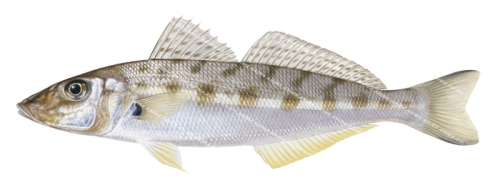 Western Trumpeter Whiting-3,Sillago burrus,Scientific illustration on white background and clipping path