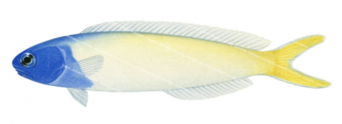 Bluehead Tilefish,Hoplolatilus starcki,Roger Swainston,Animafish