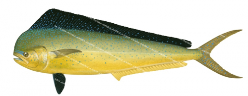 Mahi Mahi-2,Coryphaena hippurus,Roger Swainston,Animafish