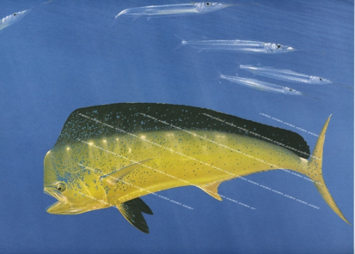 Mahi Mahi,Coryphaena hippurus swimming with Garfish,R.Swainston,Animafish