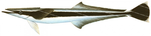 Slender Suckerfish-1,Echeneis naucrates,Roger Swainston,Animafish