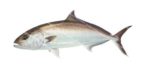 Amberjack-3,Seriola dumerili,Roger Swainston,Animafish