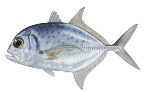 Bluespotted Trevally,Caranx bucculentus,Roger Swainston,Animafish