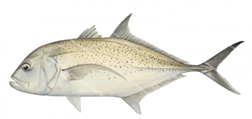 Brassy Trevally-1,Caranx papuensis,Roger Swainston,Animafish