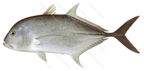 Giant Trevally-2,Caranx ignobilis,Roger Swainston,Animafish