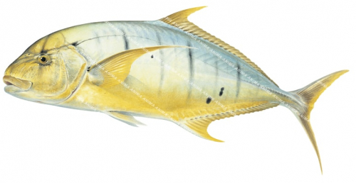 Golden Trevally-4,Gnathonodon speciosus,Roger Swainston,Animafish