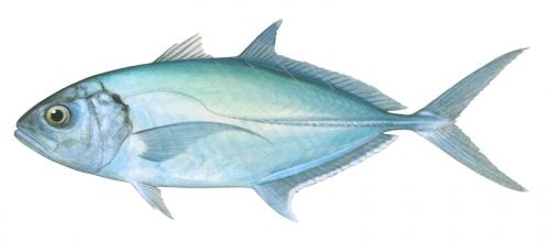 Green Trevally, Caranx caballus,Roger Swainston,Animafish