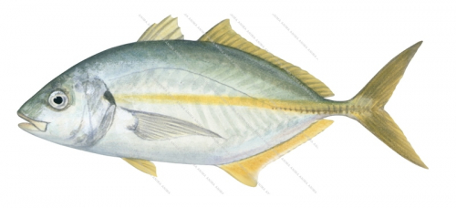 Silver Trevally-3b,Pseudocaranx dentex,Roger Swainston,Animafish