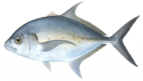 Thicklip Trevally,Carangoides orthogrammus,Roger Swainston,Animafish