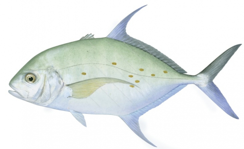 Thicklip Trevally-1,Carangoides othogrammus,Roger Swainston,Animafish