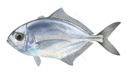 Whitemouth Trevally2,Uraspis uraspis,Roger Swainston,Animafish