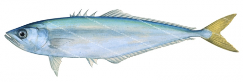 Shortjaw Queenfish,Oligoplites refulgens,Roger Swainston,Animafish