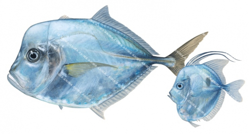 Adult and Juvenile Pacific Moonfish,Selene peruviana high quality illustration by Roger Swainston