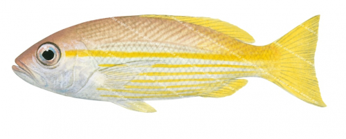 Bigeye Snapper-2,Lutjanus lutjanus,Roger Swainston,Animafish