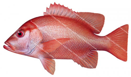Saddletail Snapper-3,Lutjanus malabaricus,Roger Swainston,Animafish