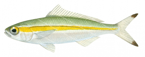 Yellowband Fusilier,Pterocaesio chrysozona,Roger Swainston,Animafish