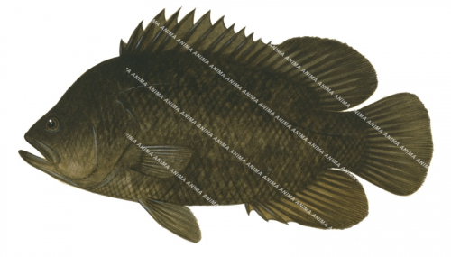 Tripletail-1,Lobotes surinamensis,Roger Swainston,Animafish