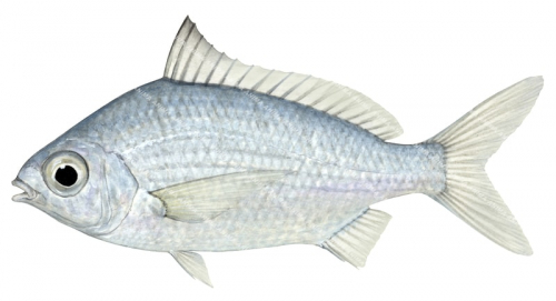 Scientific fish illustration by Roger Swainston Scientific fish illustration by Roger Swainston