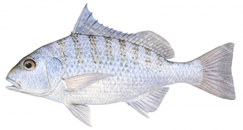 Barred Javelinfish,Pomadasys kaakan,Roger Swainston,Animafis