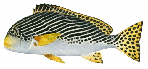 Oblique-banded Sweetlips,Plectorhinchus lineatus,Scientific fish illustration by Roger Swainston