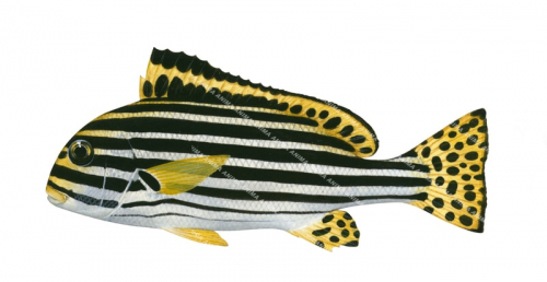 Oriental Sweetlips,Plectorhinchus orientalis,Roger Swainston,Animafish