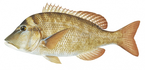 Grass Emperor,Lethrinus laticaudis,Scientific position,Roger Swainston,Animafish