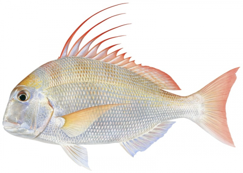 Soldierbream,Argyrops filamentosus,Scientific illustration by Roger Swainston