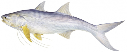 King Threadfin,Polydactylus macrochir,Alive position illustration by Roger Swainston