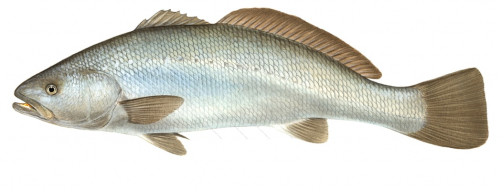 Meagre or Maigre,Argyrosomus regius,Alive position fish illustration by Roger Swainston