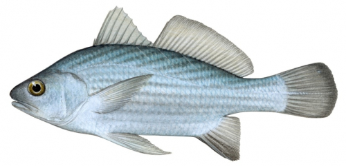 Shortnose Stardrum,Stellifer chrysoleuca,Roger Swainston,Animafish