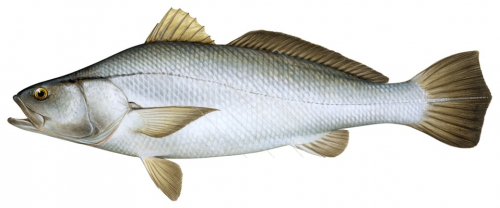 Totuava,Totoaba macdonaldi,Roger Swainston,Animafish