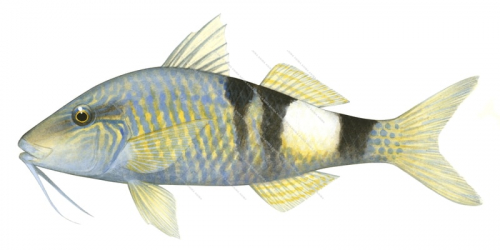 Banded Goatfish,Parupeneus multifasciatus,Roger Swainston,Animafish